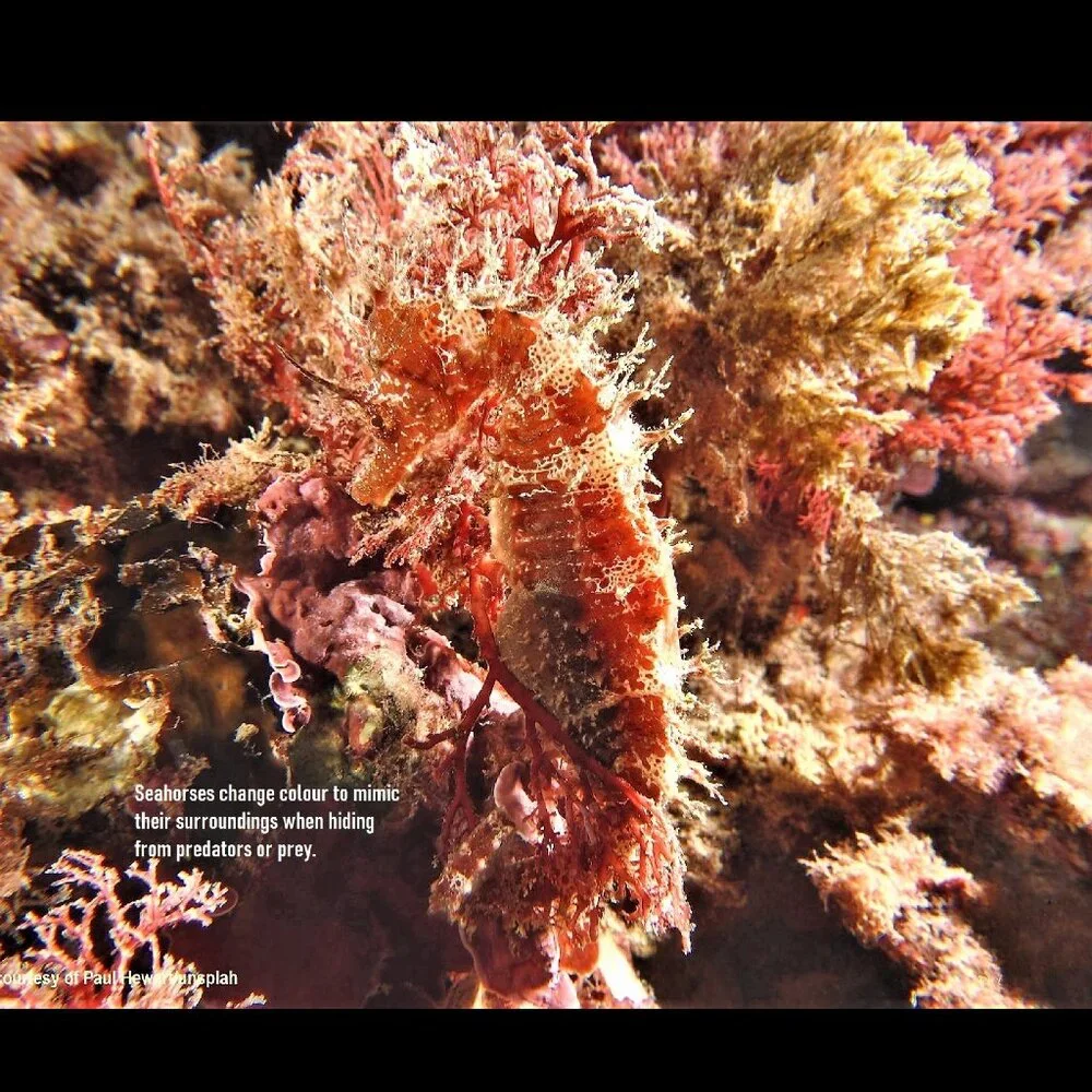 The Crafty Hobbit 2026 seahorses